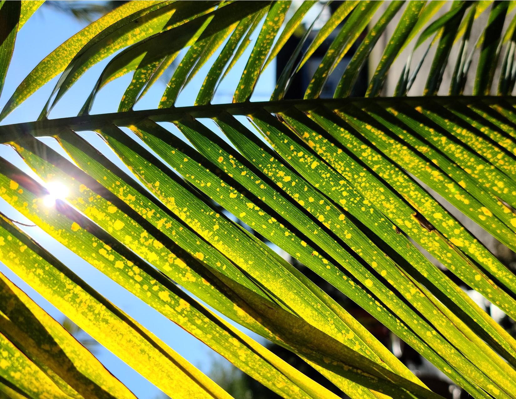 Consulting About Fertilizing and Nutrition Products For Palm Trees Consulting About Fertilizing and Nutrition Products For Palm Trees
